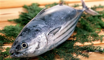 ikan-tuna-01